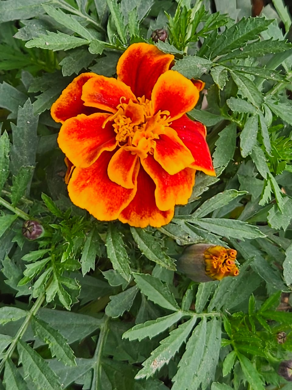 Flowering plants